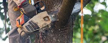 Best Tree Preservation Services  in Manton, MI